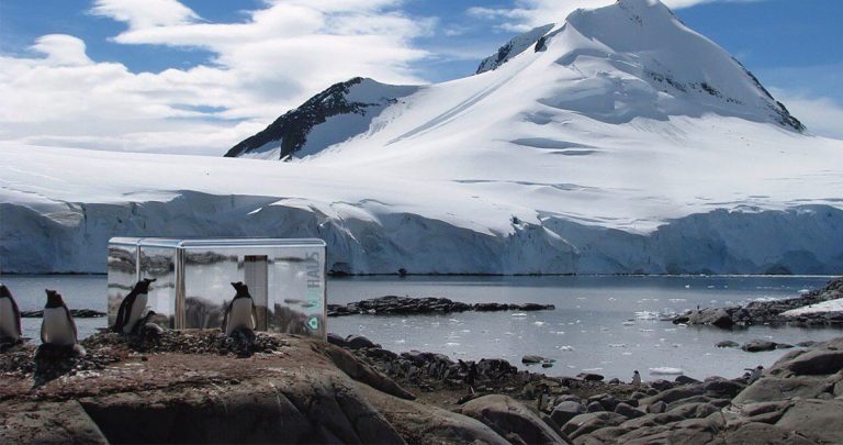 Biwi in the Arctic